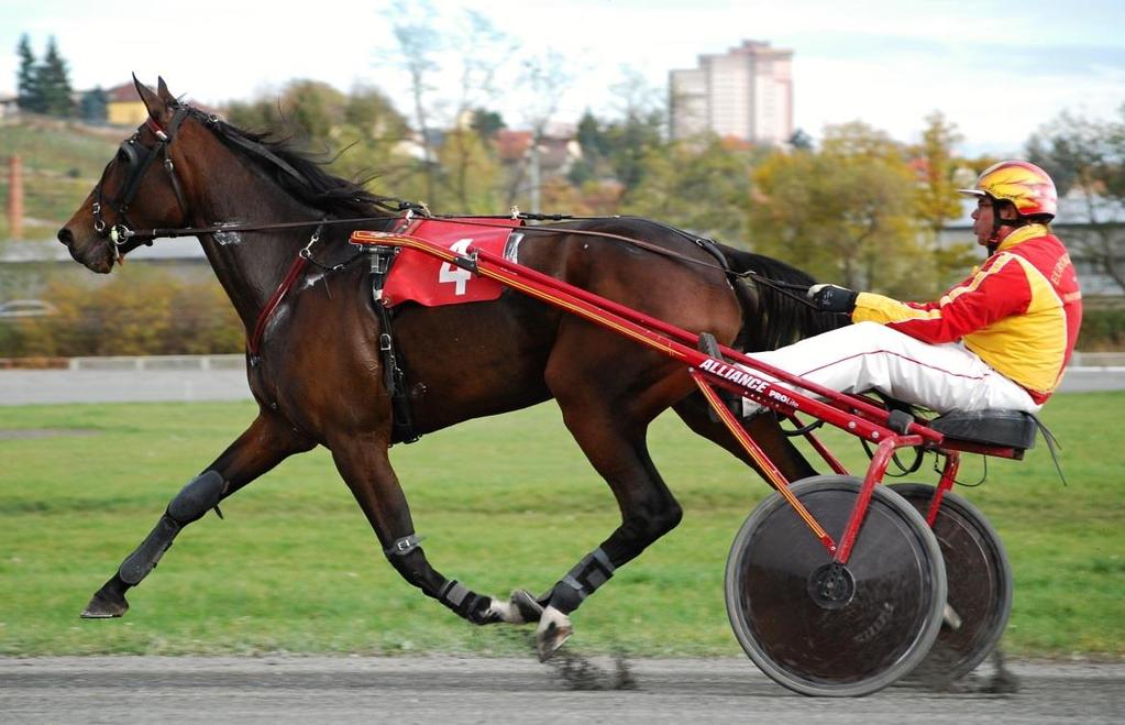Konečné pořadí Pražského okruhu: 1. Charming Oreau (27 b.) 2. Bob Harley (17b) 3. Vade Mecum (13b.) 4. 6. Kaizer Jamacan, Kavalerie a Sir Viking (10 b.) 7. Nucleare ORS (9 b.) 8. Peter Pan (8 b.) 9.