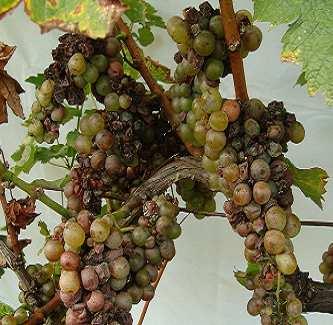 5.2 Napadení hroznů plísní šedou (Botrytis cinerea) Tab. 8 Napadení hroznů Sauvignon blanc plísní šedou (%) Varianta % napadení 1 0 2 0 3 0 4 0 5 0 6 0 7 5 8 5 9 0 Obr.