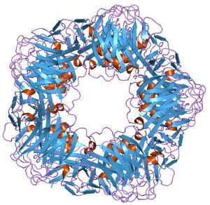 2.3 Stručný přehled používaných markerů zánětu 2.3.1 C-reaktivní protein V diagnostice zánětu se nejdelší dobu používá C-reaktivní protein (CRP, obr. 1), který byl objeven v roce 1930.