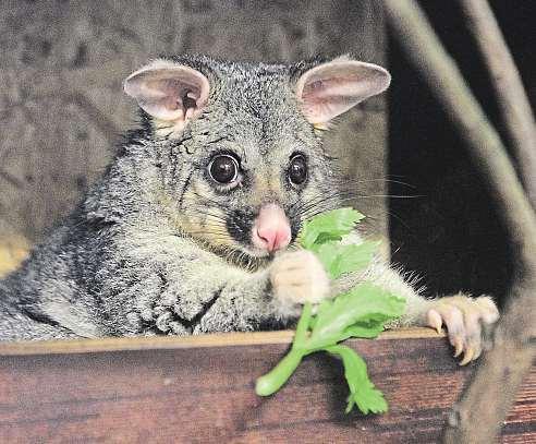 Kraj Vysočina 9. února 2018 21 Do zoo zvou mláďata aťutín Jihlavská zoologická zahrada se pyšní prvními letošními přírůstky. Nejživěji je ve výběhu ovcí valašských.