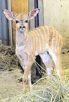 Narodila se sice už vříjnu, ale teprve od začátku nového roku začala chodit do výběhu. Koho mohou lidé v jihlavské zoo nově spatřit, jetaké sameček kusu liščího.