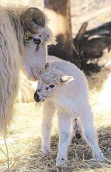 Jmenuje se Ťutín a narodil se vroce 2006 volomoucké zoologické zahradě, uvedla zoo kroztomilému vačnatci, který svou hebkou srstí připomíná plyšovou hračku. Malý sameček nyaly nížinné se má ksvětu.