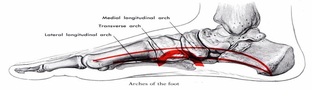 7. Anatomický popis dolní končetiny a struktur uplatňující se při běhu 7.1. Anatomie nohy Noha (pes) je nejdistálnější částí dolní končetiny. Její základní uspořádání můţeme rozdělit na tři části.