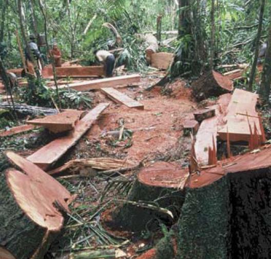 Příloha B: Nelegální těžba dřeva španělských cedrů (Cedrela odorata) v nížinných deštných