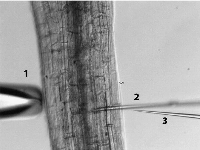 Reflexní ph sensor Špička na křemenném vlákně (diam.