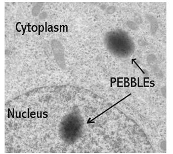 Měření s PEBBLEs 1. Konfokální mikroskop 2.