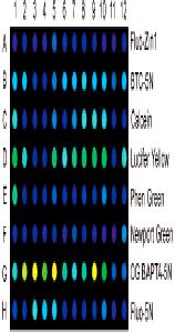 Senzorová pole Fluo-Zin1- Zn; BTC-5N - Ca/Zn; Calcein- Ca;