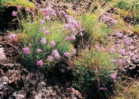 Mezi charakteristické druhy patfií i kavyl IvanÛv (Stipa joannis), k. sliãn (S. pulcherrima), v okolí Rokytné místy i k. chlupat (S. dasyphylla) a ojedinûle i vzácn k. tenkolist (S. tirsa).