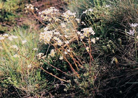 oman oko Kristovo (Inula oculus-christi), ãesnek Ïlut (Allium flavum), lnice kruãinkolistá (Linaria genistifolia), velmi vzácn jihoevropsk dvoufiadec pozdní (Cleistogenes serotina) a v okolí Rokytné