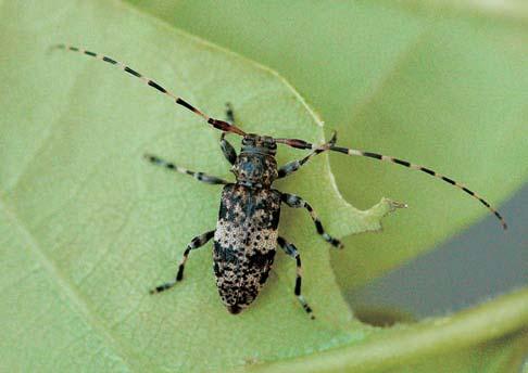 kratochvili, cediveãku Archaeodictyna minutissima, skálovku Cryptodrassus hungaricus a slíìáka bradavãitého (Alopecosa solitaria).