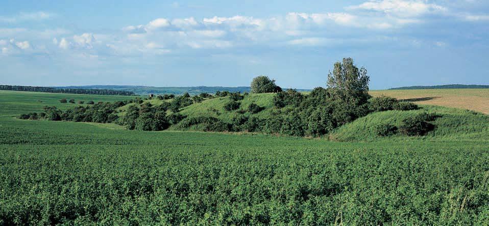 V PP Losolosy dodnes rozkvétá prstnatec bezov (Dactylorhiza sambucina). Samci pûnice pokfiovní (Sylvia curruca) se v pfiírodû prozradí vût inou sv m hlasit m zpûvem. souvislá vrstva spra e.