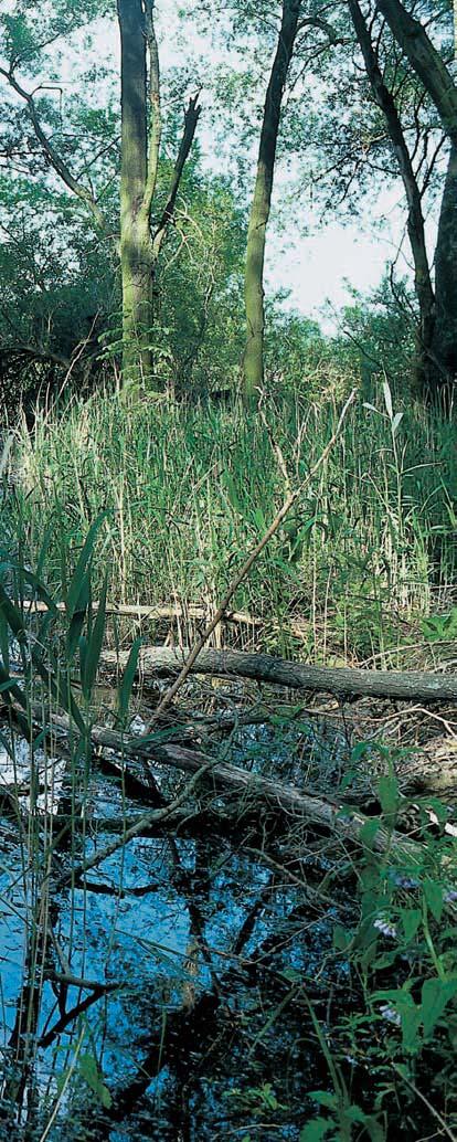 bahenním (Galium palustre), mátou dlouholistou (Mentha longifolia), vrbovkou chlupatou (Epilobium hirsutum), karbincem evropsk m (Lycopus europaeus), vrbinou obecnou (Lysimachia vulgaris) av.