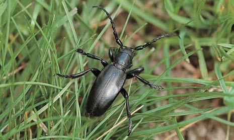 Silnû ohroïen kfiivatec ãesk (Gagea bohemica) má na Znojemsku fiadu lokalit. Kvete velmi ãasnû zjara. Granodioritové skalky s okolní vegetací nízk ch trávníkû. Kozlíãek Dorcadion aethiops.