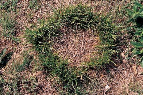 Vyv eninu budují biotitické granodiority tasovického typu, místy s Ïiln m doprovodem kfiemenn m dioritem, aplitem (horniny jsou 8 0 m V mûra:,6778 ha Vyhlá eno: 00 OstrÛvek stepních trávníkû na