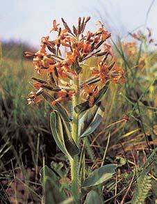 vyvinuta vegetace stepního charakteru. K nejvzácnûj ím rostlinám na lokalitû patfií silnû ohroïená veãernice smutná (Hesperis tristis).