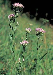 zemûïluã hofikou (Centaurium erythraea), hvozdík kartouzek (Dianthus carthusianorum), jetel horsk (Trifolium montanum), pavinec modr (Jasione montana), ãilimníkovec ãernající (Lembotropis nigricans)