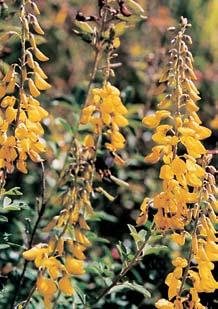 Do ãásti ploch invadovala tfitina kfiovi tní (Calamagrostis epigejos). ZVÍ ENA Z hmyzu byli zji tûni napfi. sviïník polní (Cicindela campestris) ãi majka fialová (Meloe violaceus).