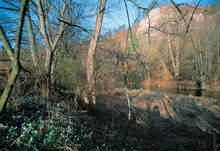 Dále zde najdeme teplomilné doubravy (Sorbo torminalis-quercetum) a na sutích pod skalními masivy zbytky javorov ch habfiin (Aceri-Carpinetum).