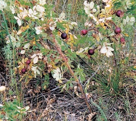 vulgaris) preferuje písãiny nebo skalnatá stanovi tû na nevápnit ch podkladech. Kozlíãek vrbov (Lamia textor). Území PP idlovy skalky v období ãasného jara. RÛÏe bedrníkolistá (Rosa pimpinellifolia).