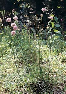 KVùTENA Na otevfien ch místech se objevují ostrûvky kefiíãkové teplomilné vegetace (Euphorbio-Callunion) svfiesem obecn m (Calluna vulgaris), kruãinkou chlupatou (Genista pilosa), ostfiicí nízkou