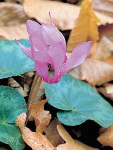Bylinné patro zpestfiuje sytû rû- Ïov mi kvûty vzácn brambofiík nachov (Cyclamen purpurascens).