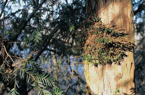 Dimense kmene letitého tisu ãerveného (Taxus baccata). KVùTENA Vegetaci tvofií pfiechod ãern ov ch dubohabfiin (Melampyro nemorosi-carpinetum) do suèov ch lesû svazu Tilio-Acerion.
