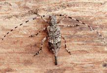 KVùTENA Vegetaci tvofií ãern ové hercynské dubohabfiiny (Melampyro nemorosi- -Carpinetum) s dubem zimním (Quercus petraea), habrem Tesafiík Leptura erythroptera.