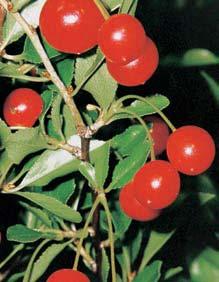 Ke vzácn m druhûm území patfií také píìalka vlnoãárník erokfiídl (Phibalapteryx virgata).