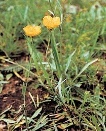 K charakteristick m druhûm patfií kostfiava walliská (Festuca valesiaca), I kdyï má pryskyfiník ilyrsk (Ranunculus illyricus) na jiïní Moravû více lokalit, patfií k silnû ohro- Ïen m druhûm.