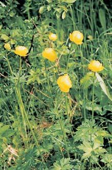 Dominují v nûm ostfiice, pfiedev ím o. trsnatá (Carex cespitosa) ao. tíhlá (C. gracilis).