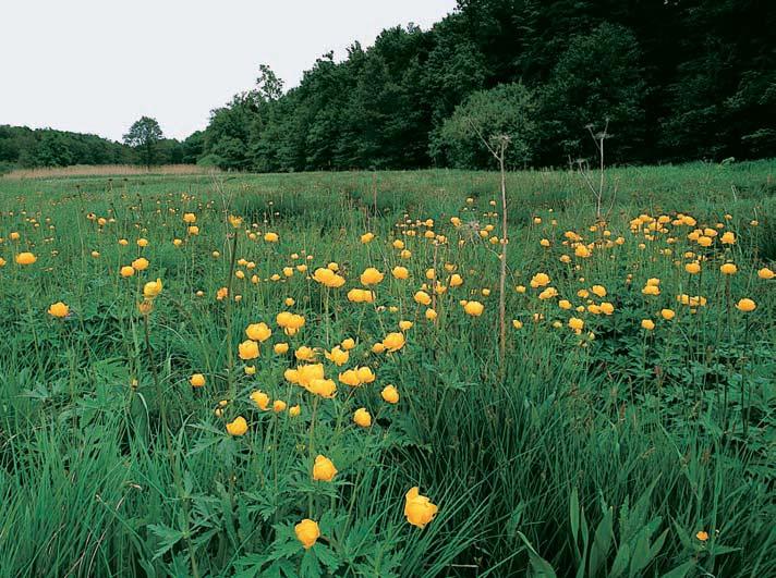 Z dal ích vlhkomiln ch rostlin tady najdeme napfi. ocún jesenní (Colchicum autumnale), pcháã ed (Cirsium canum), starãek potoãní (Tephroseris crispa) apfiesliãku pofiíãní (Equisetum fluviatile).