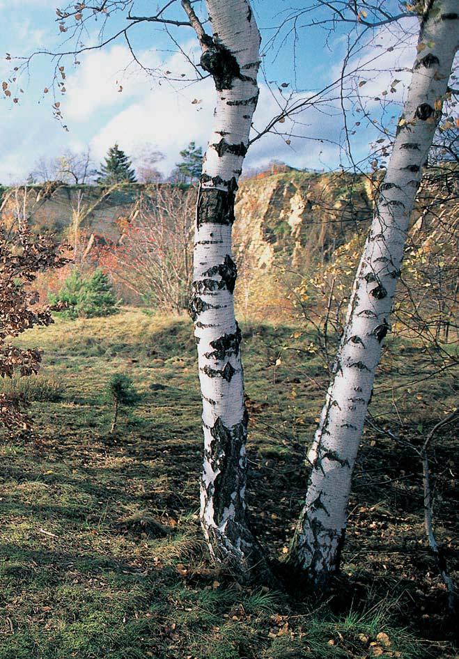 60-656_ZN_uzemi.