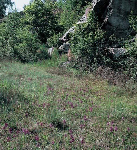 (Sedum boloniensis), rozrazil jarní (Veronica verna), kyselka obecná (Acetosella multifida), violka rolní (Viola arvensis) ahvozdík kartouzek (Dianthus carthusianorum).