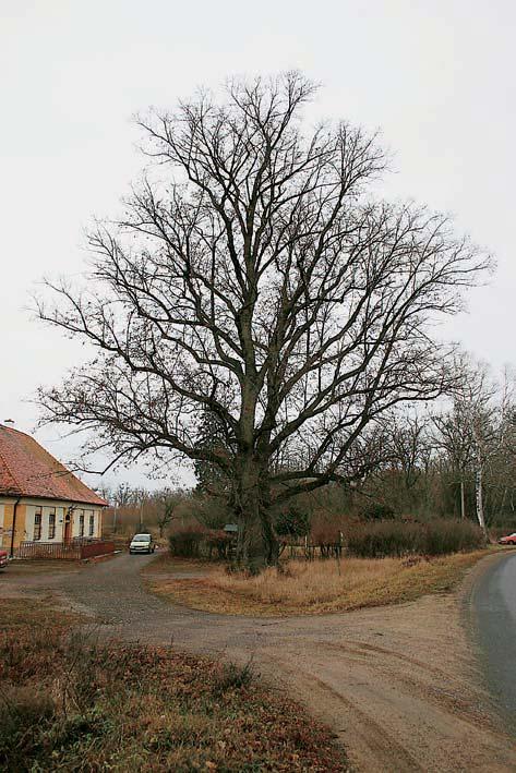 60-656_ZN_uzemi..008 5:08 Stránka 655 Okres Znojmo Památné stromy. Buk lesní, stromy, lípa malolistá a tis ãerven, k. ú. Bítov, p. ã. 78, stromy se nachází v chatové osadû 00 m jihojihov chodnû od hradu Bítov.