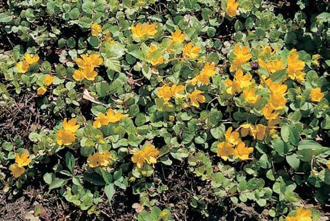 sovitá (Phalaroides arundinacea), zevar vzpfiímen (Sparganium erectum) a v men ím zastoupení nacházíme i Ïabník vodní (Alisma platango aquatica).
