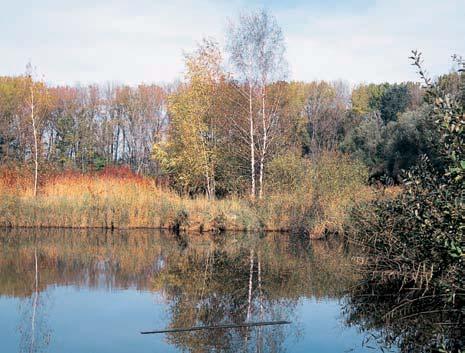 KVùTENA Vodní nádrï je zarostlá rozsáhl mi porosty rákosu obecného (Phragmites australis), jeï jsou prostoupeny plochami volné vodní hladiny a ãetn mi ostrûvky se vzrostl mi dfievinami, kde najdeme