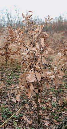 Vegetaci svazu Carpinion vévodí dub letní (Quercus robur), kter doprovázejí habr obecn (Carpinus betulus) a lípa malolistá (Tilia cordata).