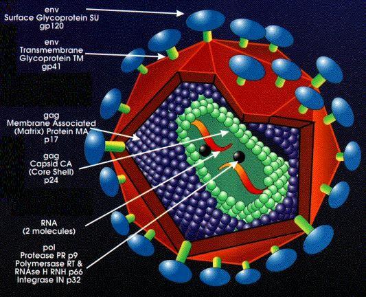Virus HIV http://vietsciences.free.