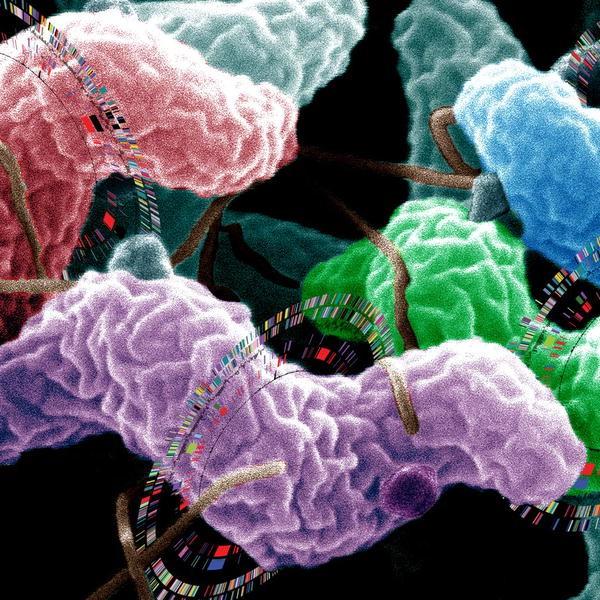 Bakterie Helicobacter a kolem ní schematicky její genom http://biology.