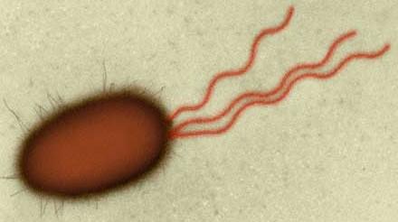Bakterie s bičíky (Escherichia coli) http://www.biotox.