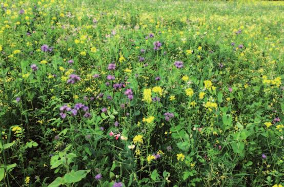 Číslo 33 Datum vydání: 20. 11. 2018 Odborný zemědělský občasník společnosti SOUFFLET AGRO a.s. Jařiny 2019 VÁŽENÍ PĚSTITELÉ, společně stojíme před novou sezónou, která jistě, tak jako ty předchozí, přinese plno výzev a otázek, jak si na jejím konci zajistit radost z úspěchu.