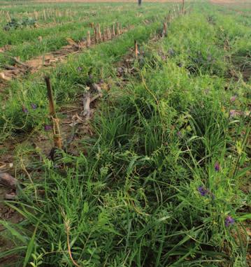 DRY DOWN efekt (uvolňování vlhkosti ze zrna) snižuje sklizňovou vlhkost a je dán kombinací více parametrů jako jsou: rychlost dozrávaní rostlin na konci vegetace (rychlý způsob dozrávaní rostlin je