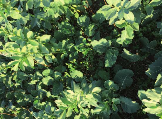 Obr. 44 Porost řepky ozimé s podsevem pohanky, bobu, jetele alexandrijského a plazivého setý Easy Drillem do podmítky, GA Agri Moravia. Obr.