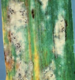 látka Xemium (Fluxapyroxad) 333 g/l je systémová, perzistentní, patřící do skupiny karboxamidů (SDHI). Funguje jak při časném setí (zkušenosti 2016), tak i při pozdním setí (2018).