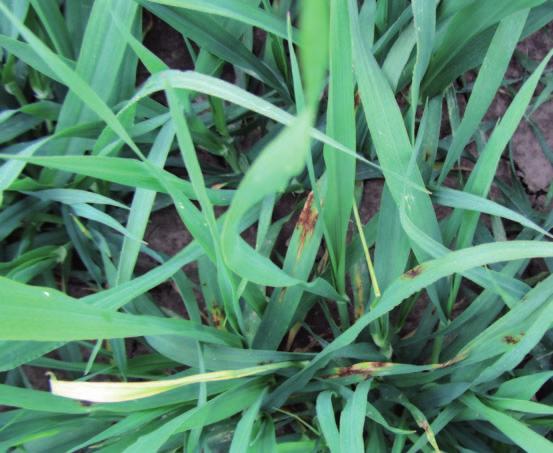 Fungicidy v přesných polních pokusech SOUFFLET AGRO VŠESTARY U HRADCE KRÁLOVÉ PŘESNÉ MALOPARCELKOVÉ POKUSY, ŘVO CHLADNĚJŠÍ, KVALITNÍ HNĚDOZEM Setí proběhlo ve středně raném termínu do dobrých půdních