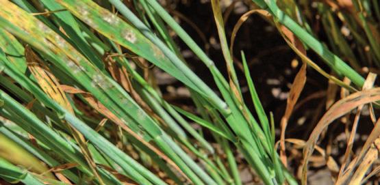 aplikace (BBCH 39 41) AzoGUARD 0,2 l + EpoGUARD 0,4 l + MultiAD 0,1 l [t/ha] 7,01 118,9 12,8 88,5 9,5 1,5 0,5 AzoGUARD 0,2 l + EpoGUARD 0,4 l AzoGUARD 0,6 l + MultiAD 0,1 l 7,06 119,8 12,9 89,7 8,6