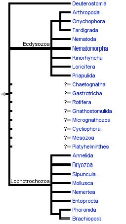 Ekologie půdních organismů 4 půdní mesofauna 0,2-2mm Arachnida - Acari (Roztoči), Pseudoscorpiones (Štítci) Pauropoda Symphyla Hexapoda -