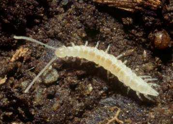 larvy mají 6 párů mohou dospělci pak 12.
