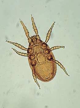 Gamasina (suborder Mesostigmata) méně druhů než oribatida.