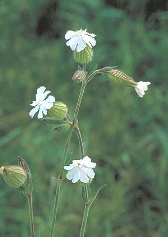 2.4.6.1 Silene latifolia a Silene dioica Silene latifolia Britten & Rendle, 1907 (silenka širokolistá); Silene dioica (L.) Clairv., 1811 (silenka dvoudomá) Obr.